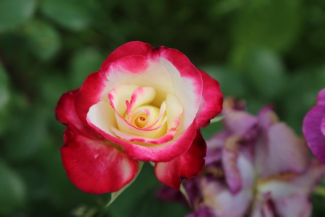 tatuaggio tradizionale rose e pugnale linee spesse colori pieni